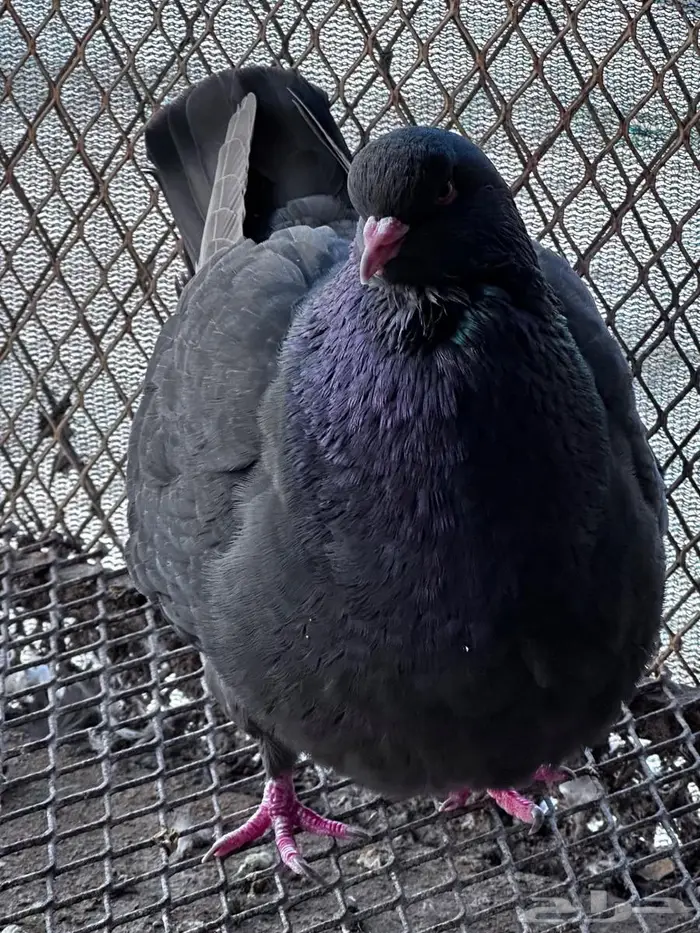 توصيل طيور - الباحة - جدة 6