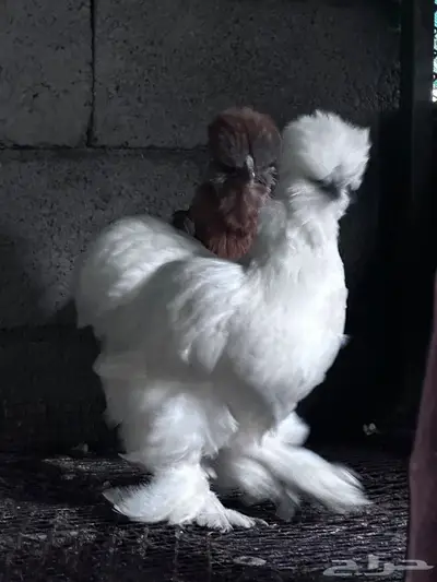 توصيل طيور - الباحة - جدة index