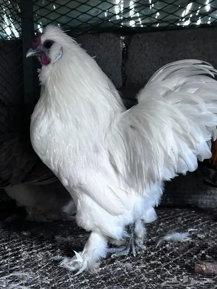 توصيل طيور - الباحة - جدة 9