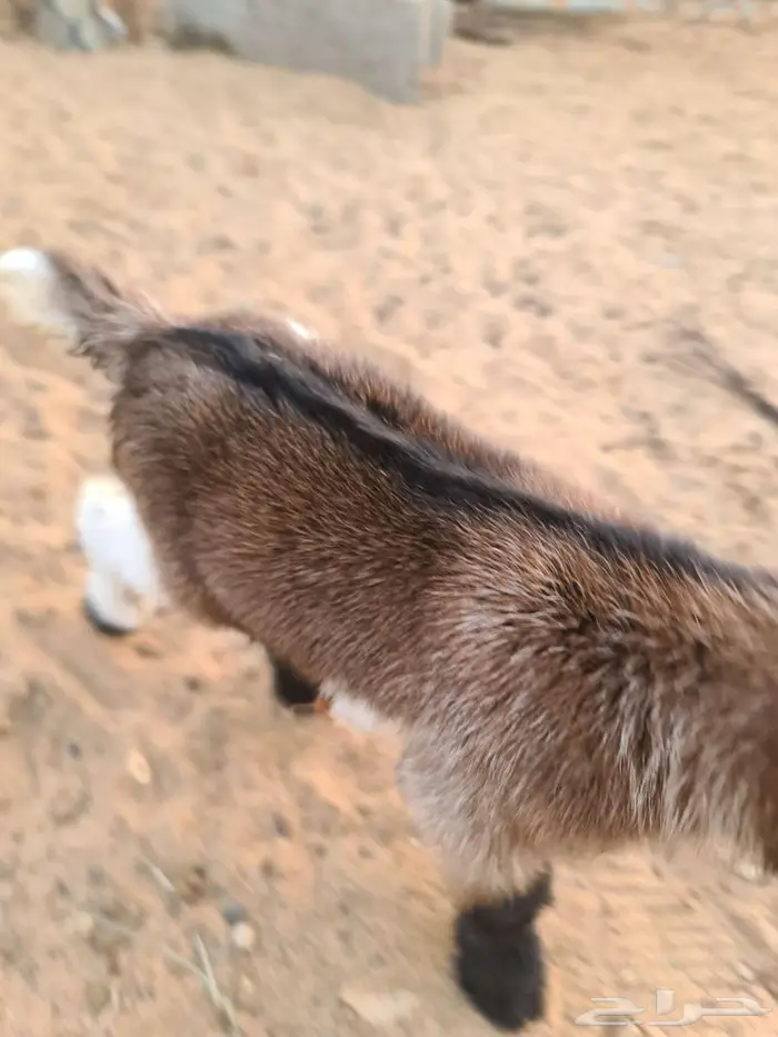 ماعز قزمي أنثى عمر يوم واحد 1