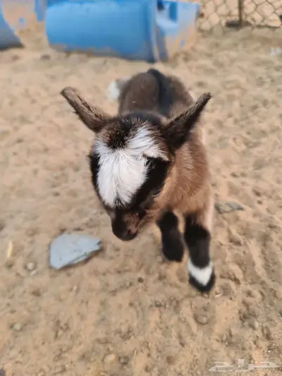 ماعز قزمي أنثى عمر يوم واحد index