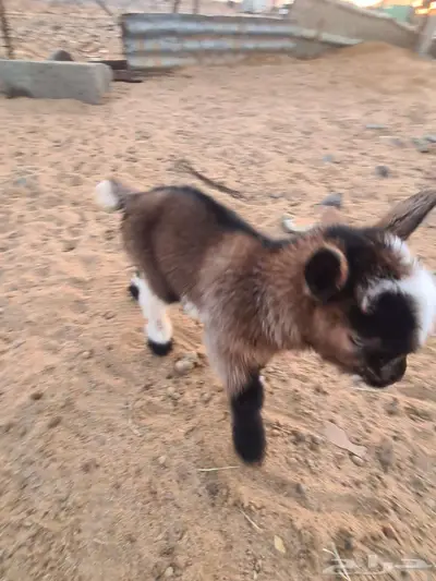 ماعز قزمي أنثى عمر يوم واحد index