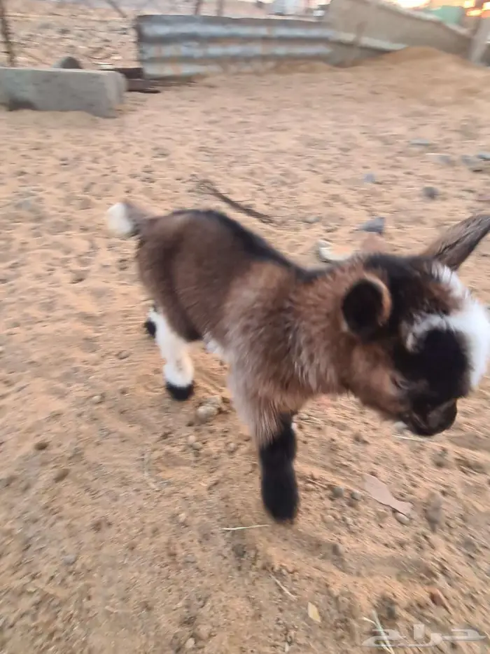 ماعز قزمي أنثى عمر يوم واحد 2