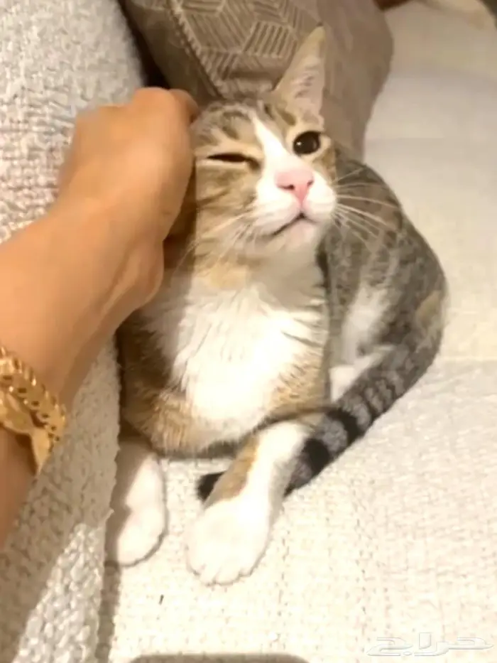 Urgent   6-month-old female cat needs a loving forever home 1