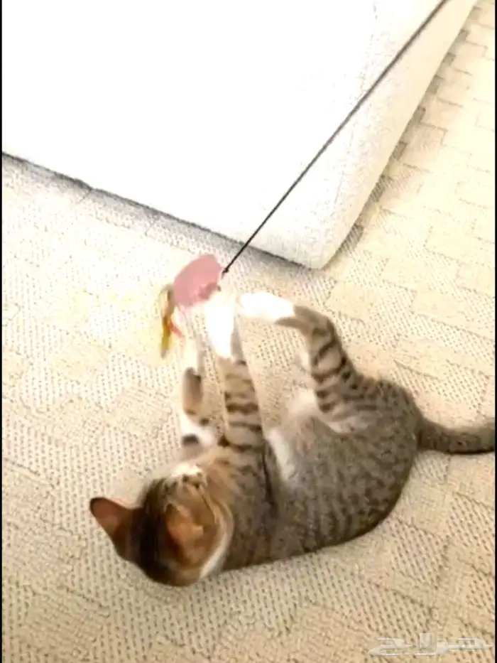 Urgent   6-month-old female cat needs a loving forever home 2