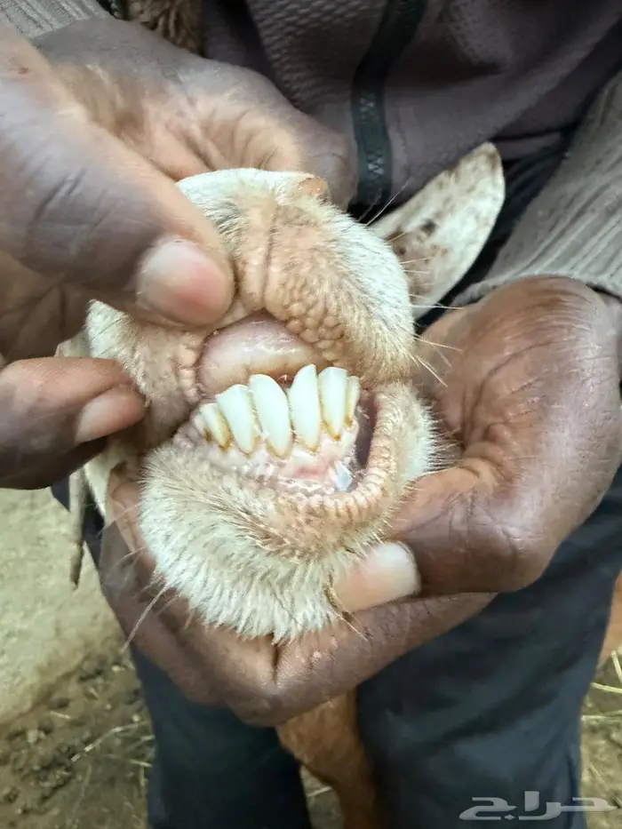 ثنتين معزا تحتها اثنين كفو ومشروطة - النماص 1