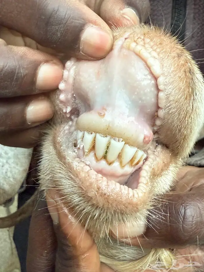 ثنتين معزا تحتها اثنين كفو ومشروطة - النماص 2