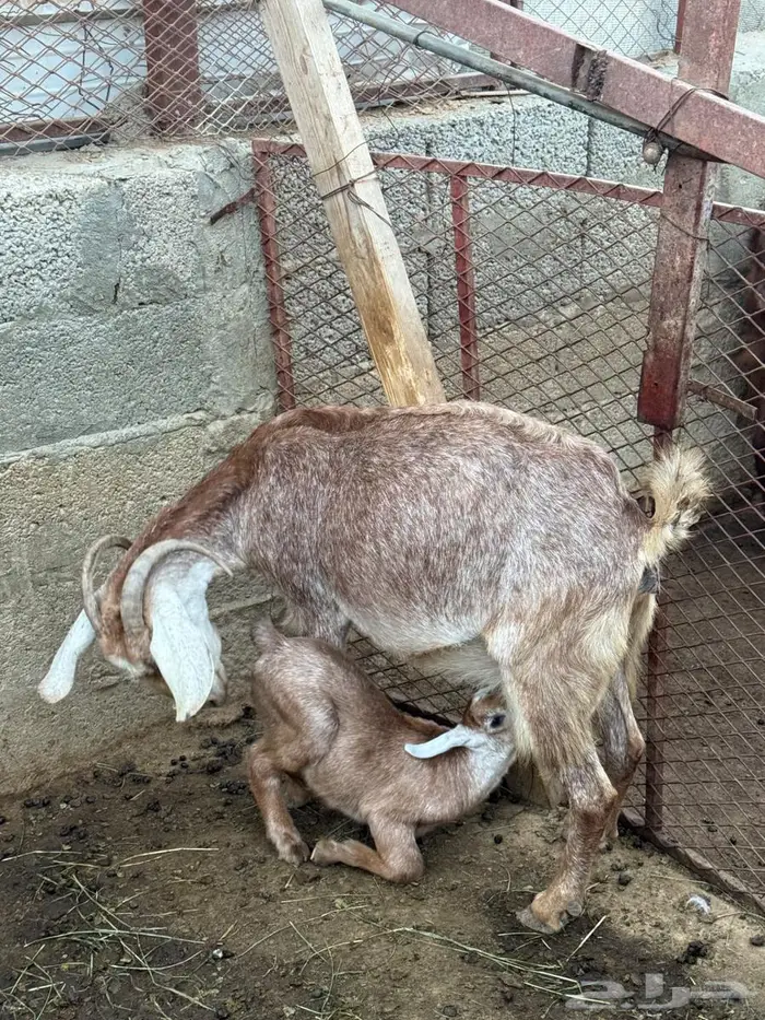 ثنتين معزا تحتها اثنين كفو ومشروطة - النماص 3