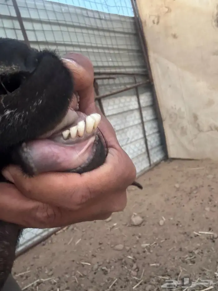 عنز والد للبيع 5