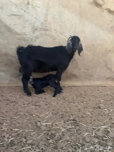 عنز والد للبيع index