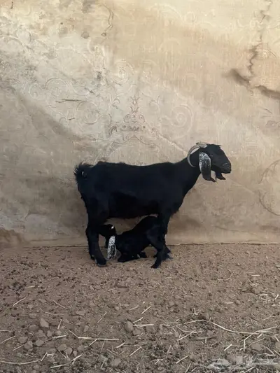 عنز والد للبيع index