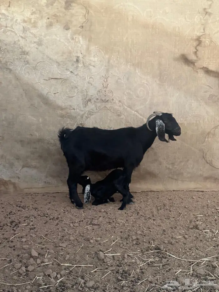 عنز والد للبيع 4