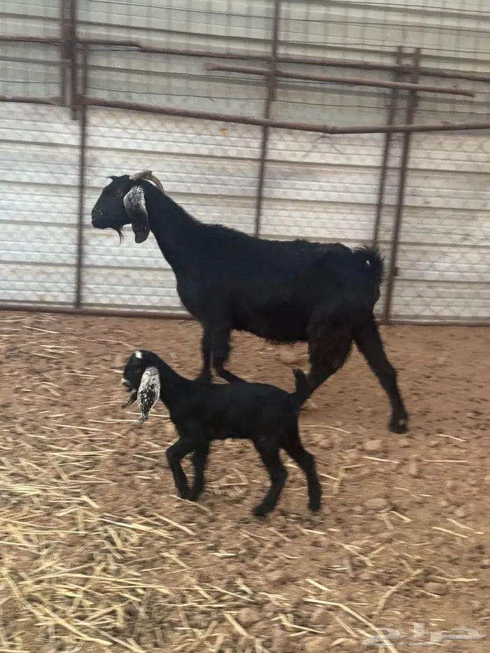 عنز والد للبيع 1