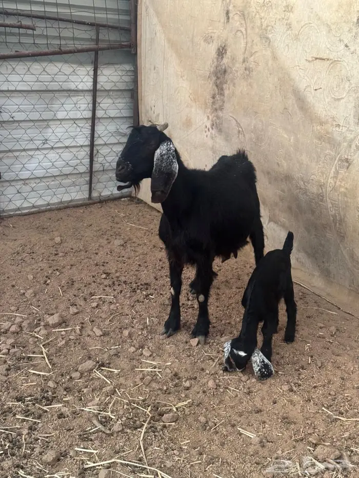 عنز والد للبيع 2