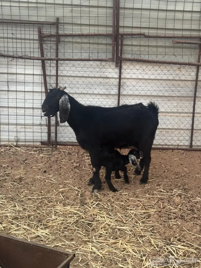 عنز والد للبيع 3