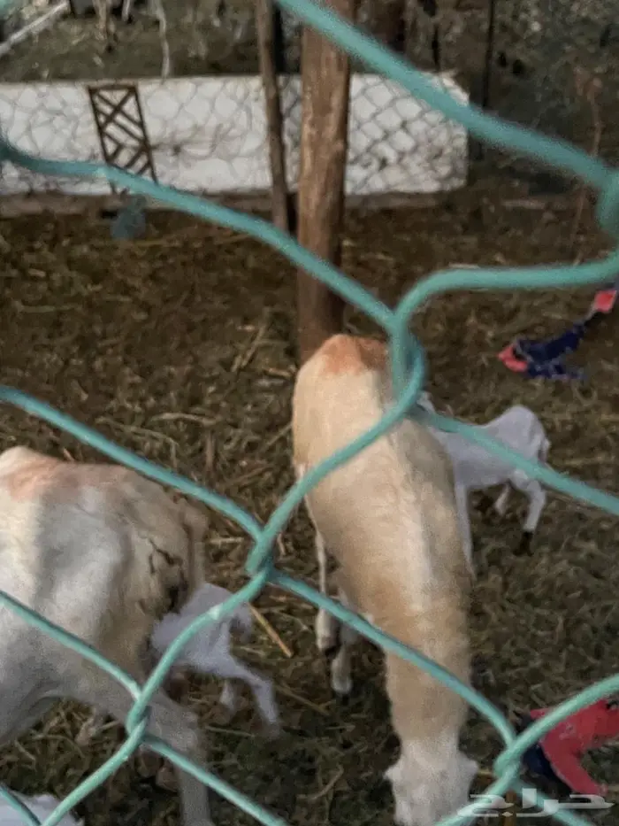 اعرض لكم مناتيج فاخره للبيع 3