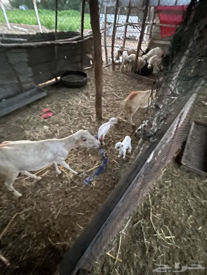 اعرض لكم مناتيج فاخره للبيع 4