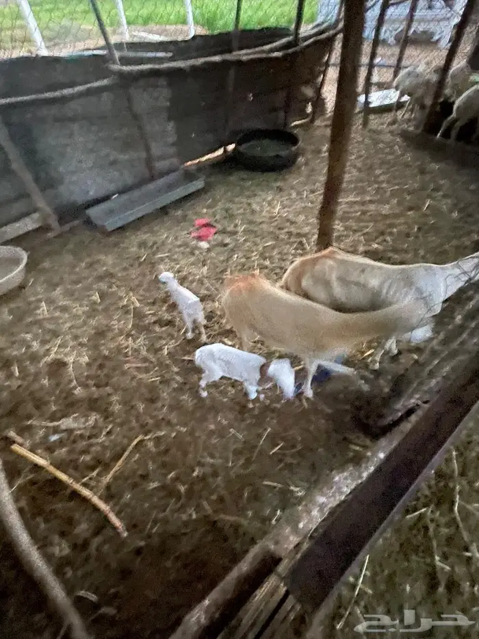 اعرض لكم مناتيج فاخره للبيع 0