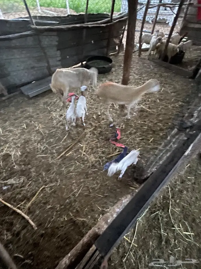 اعرض لكم مناتيج فاخره للبيع 2