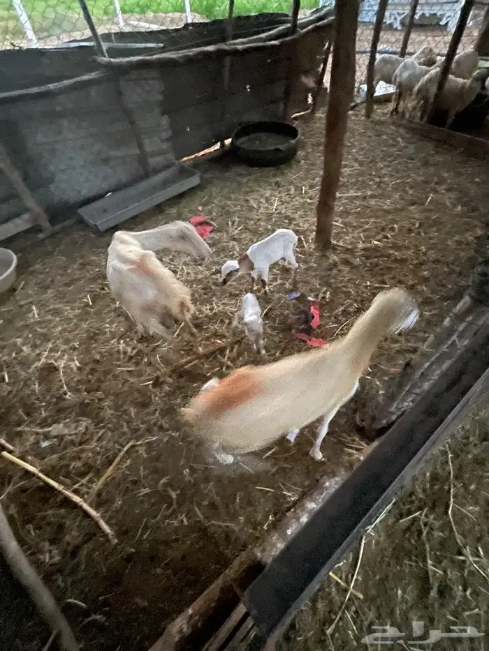 اعرض لكم مناتيج فاخره للبيع 1