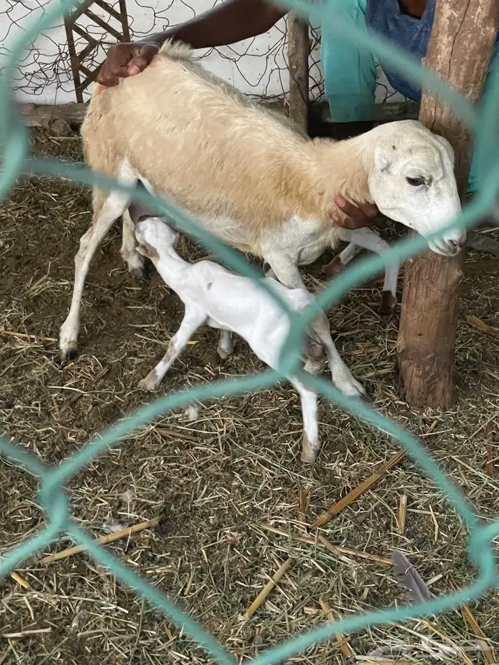 اعرض لكم مناتيج فاخره للبيع 5