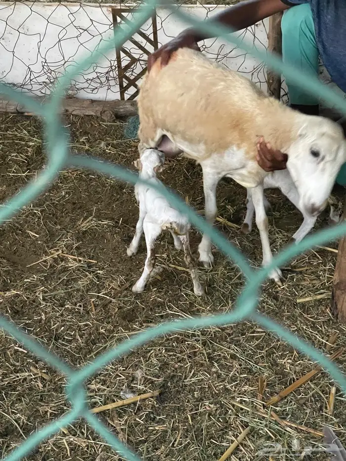 اعرض لكم مناتيج فاخره للبيع 6