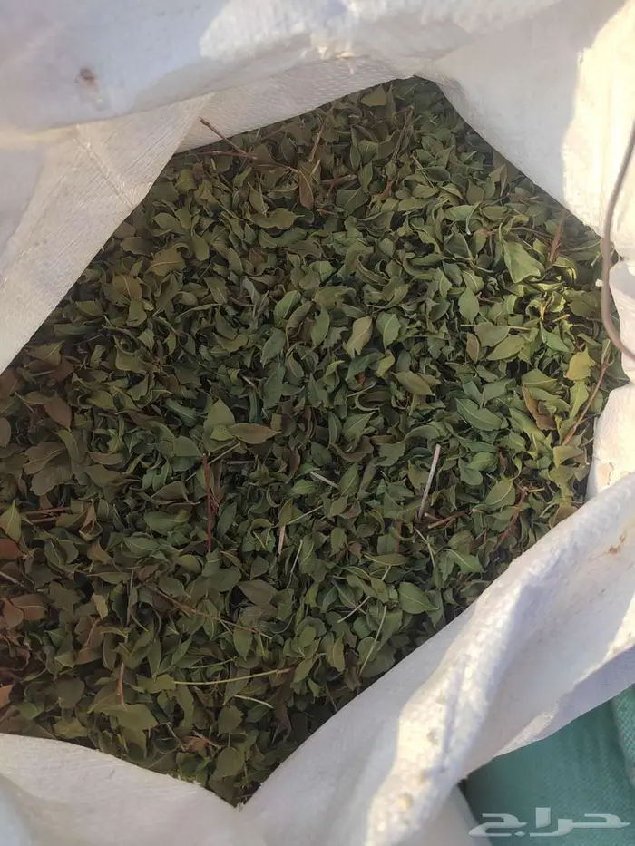 حنا ورق ..بينبع النخل 2