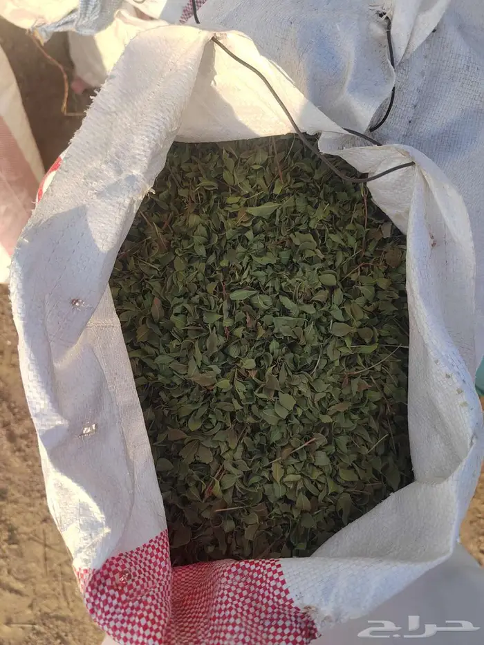 حنا ورق ..بينبع النخل 1