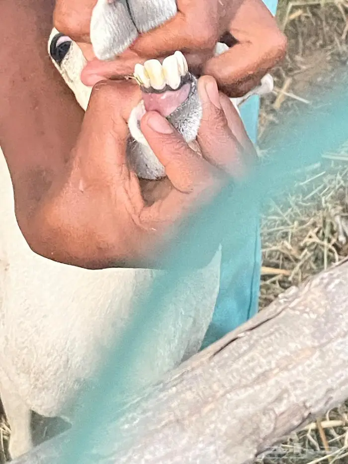 اعرض لكم مناتيج فاخره للبيع 7