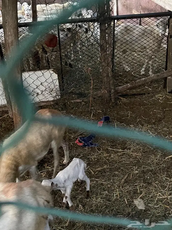 اعرض لكم مناتيج فاخره للبيع 8