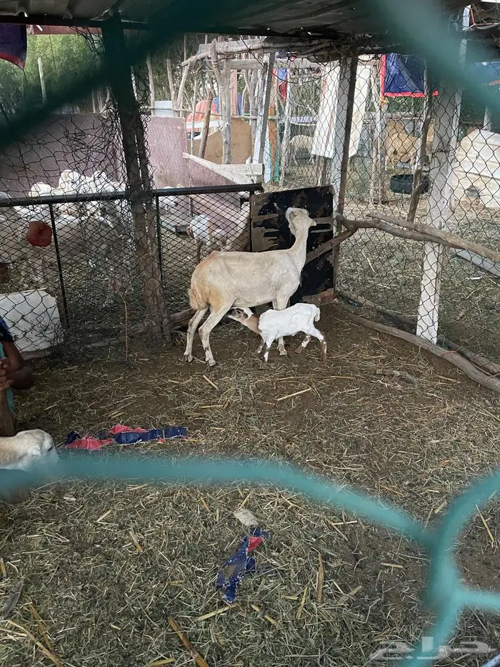 اعرض لكم مناتيج فاخره للبيع 10