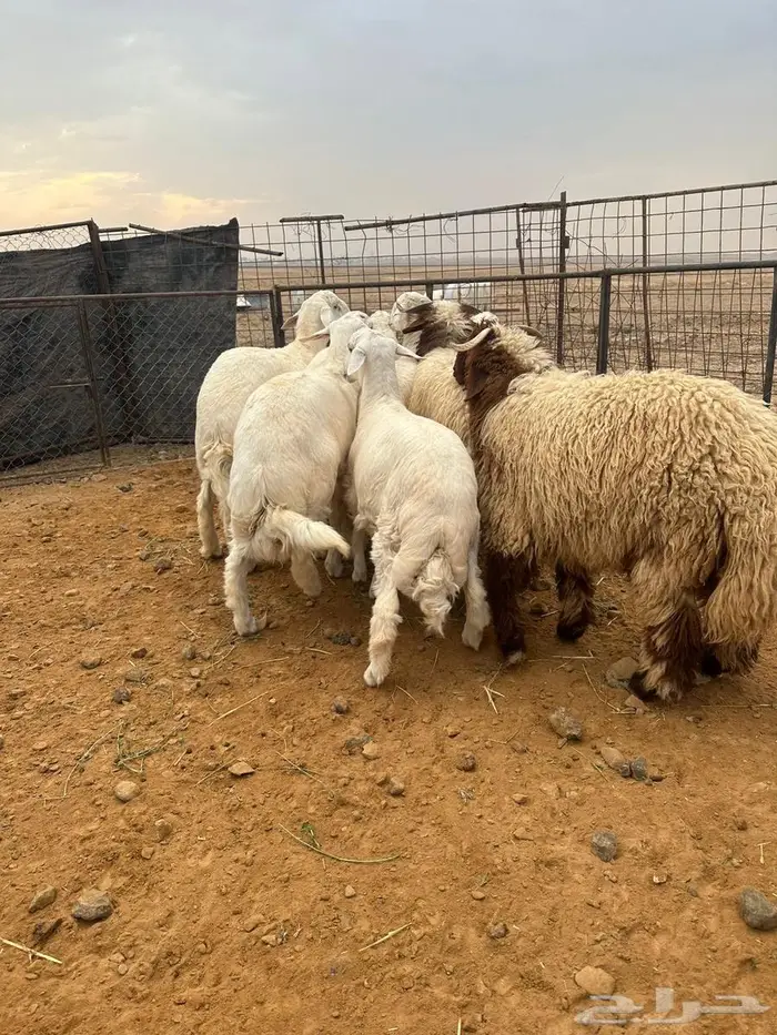 تسع خرفان 3 نعيمي و7 حريات أعمارهن 6 شهور وتحت 0