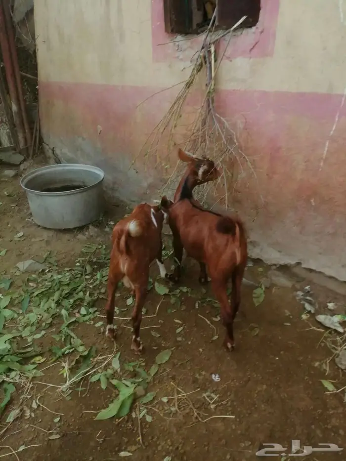 تيوس بلدي العمر من 4 الى 5 اشهر الموقع فيفاء 1