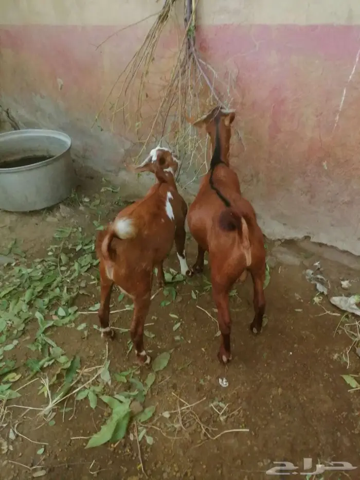 تيوس بلدي العمر من 4 الى 5 اشهر الموقع فيفاء 2