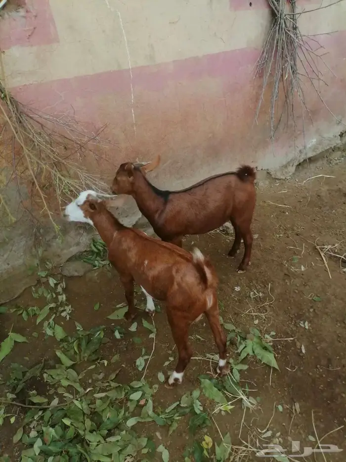 تيوس بلدي العمر من 4 الى 5 اشهر الموقع فيفاء 0