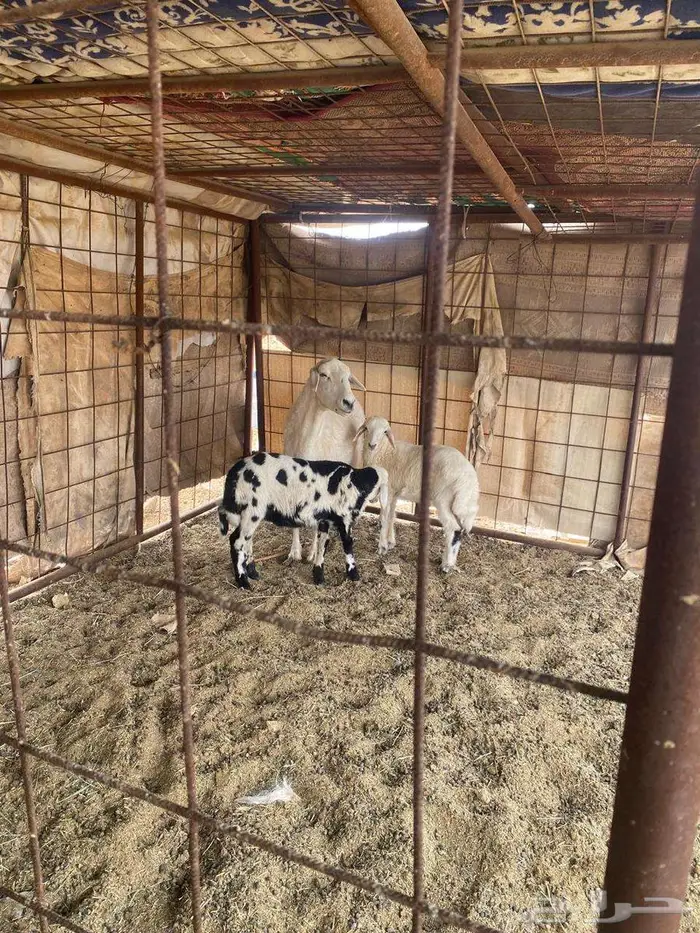 للبيع حريه متاوم طيبه جدا 1