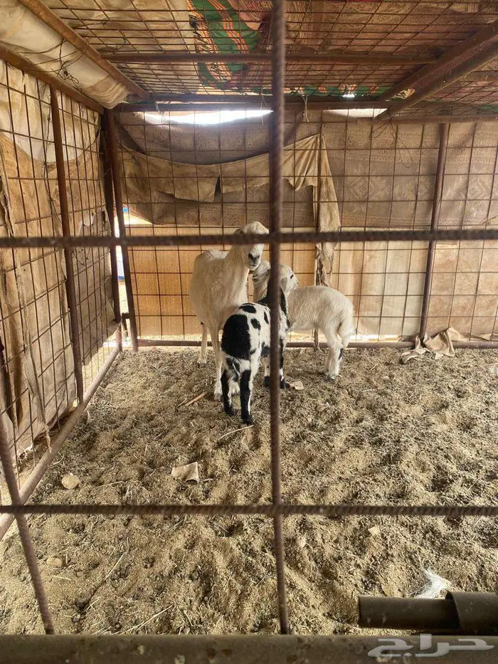 للبيع حريه متاوم طيبه جدا 0