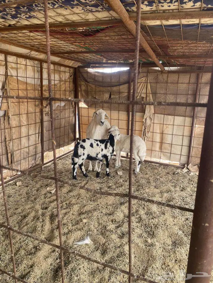 للبيع حريه متاوم طيبه جدا 2