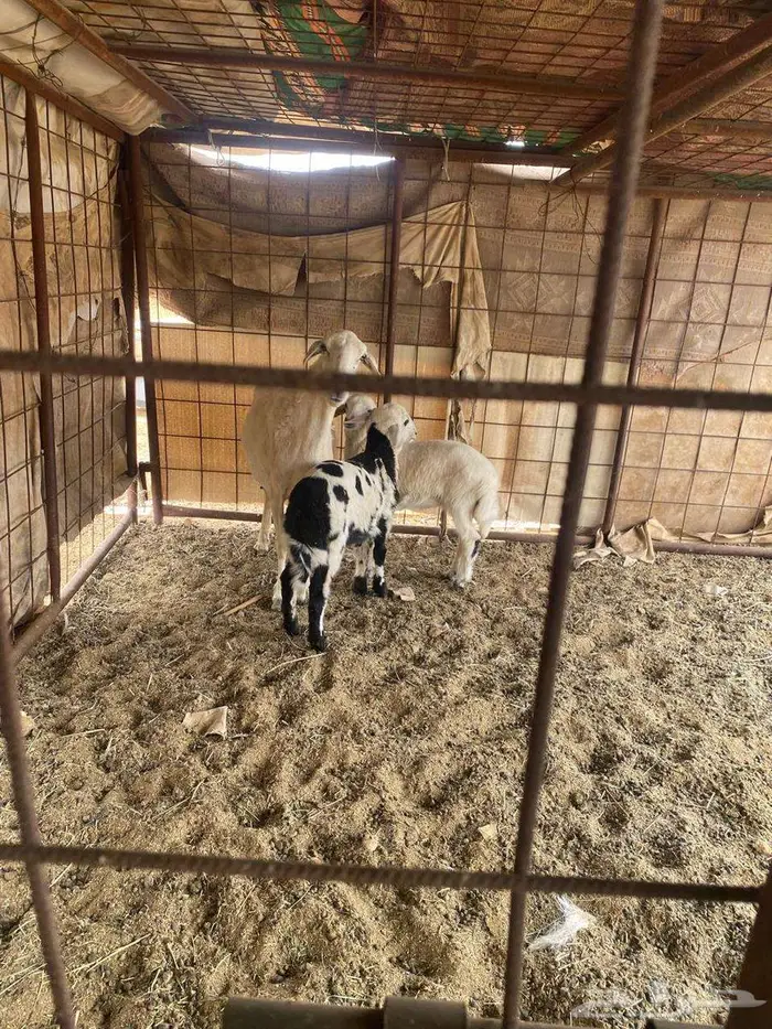 للبيع حريه متاوم طيبه جدا 3