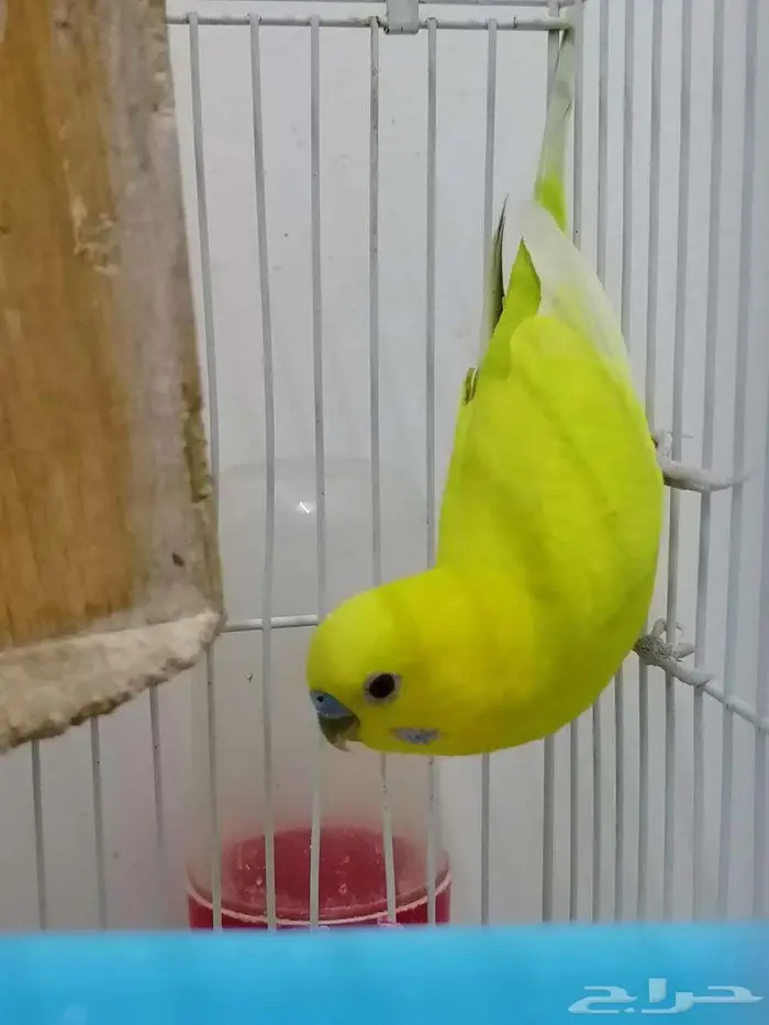 باجي للبيع 0