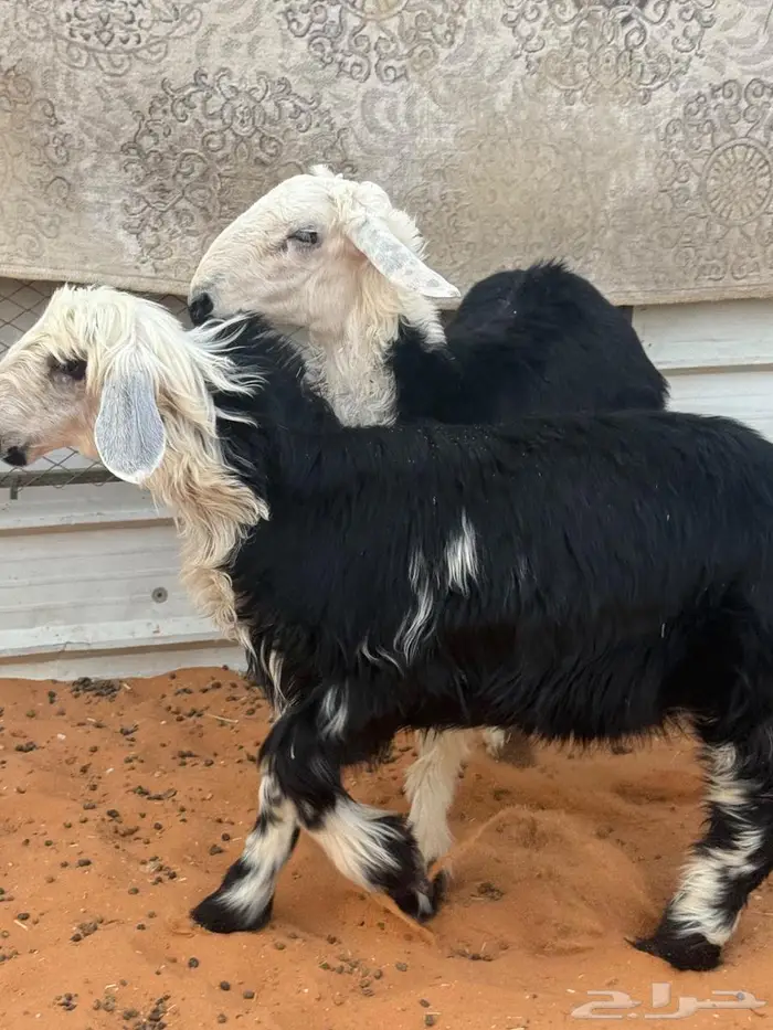 خروف ورخل نجد 2
