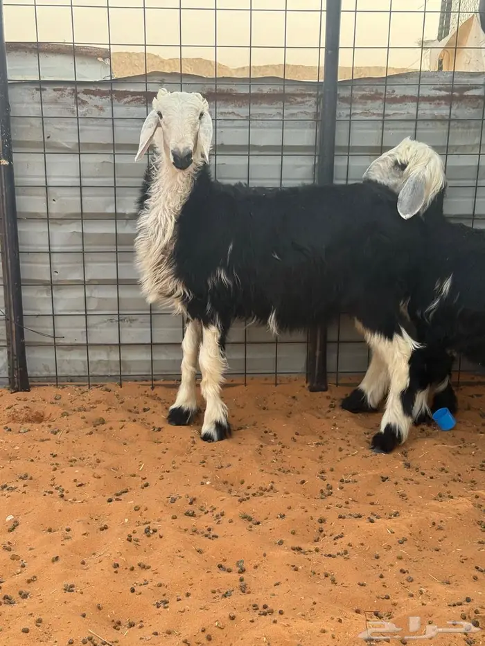 خروف ورخل نجد 0