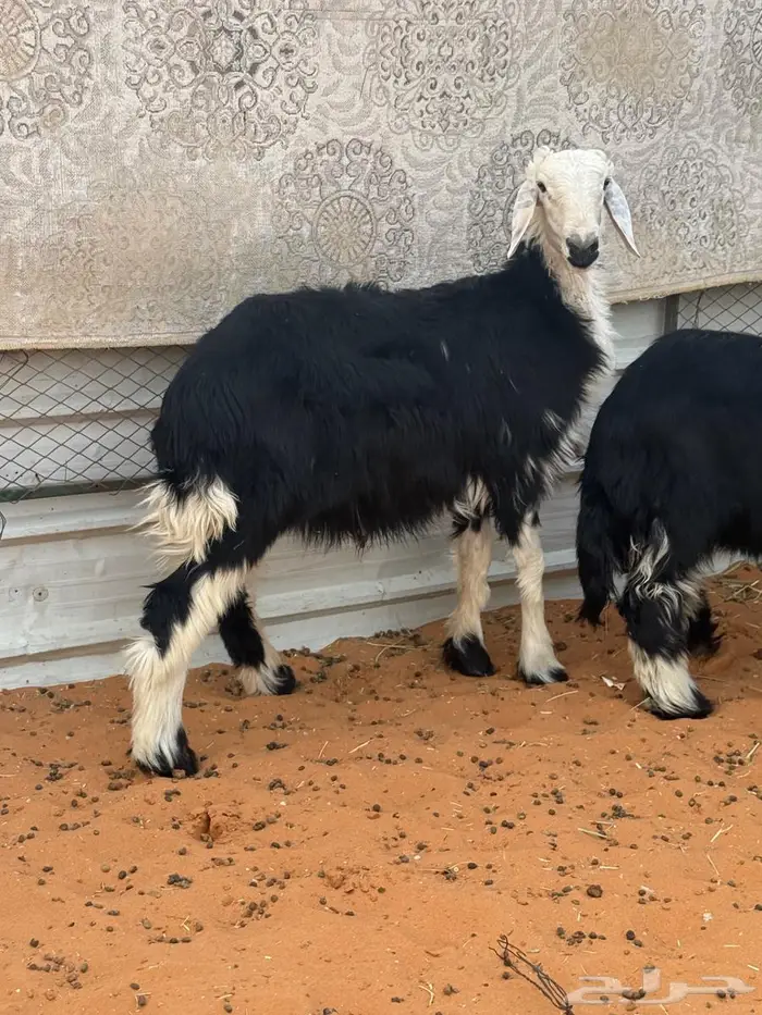 خروف ورخل نجد 1