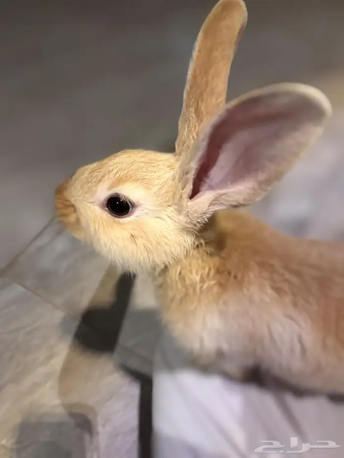 حيوان للبيع ارنب 0