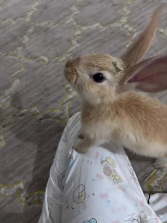 حيوان للبيع ارنب 4