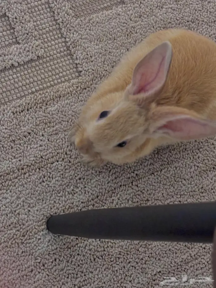 حيوان للبيع ارنب 3