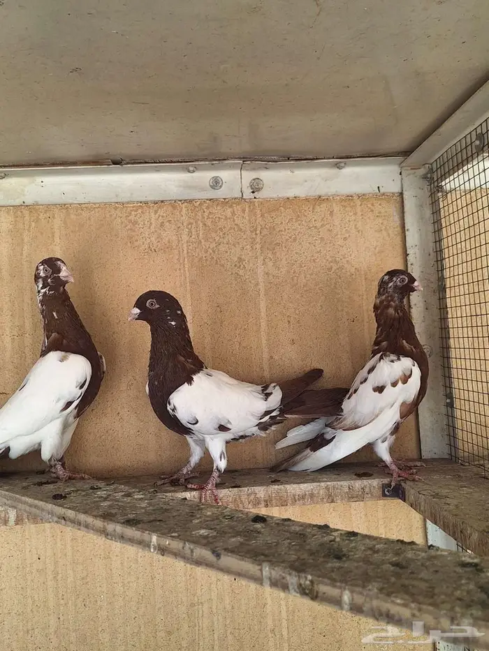 حمام سوري للبيع 0