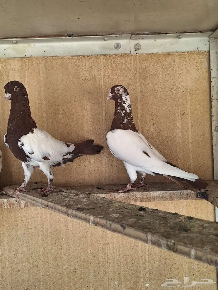 حمام سوري للبيع 1