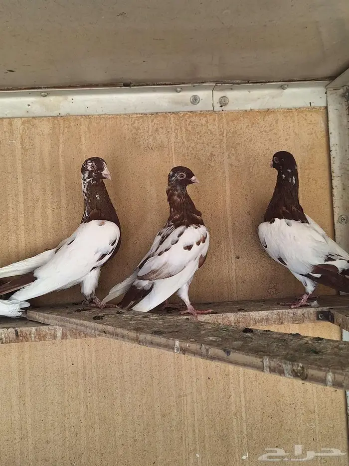 حمام سوري للبيع 2