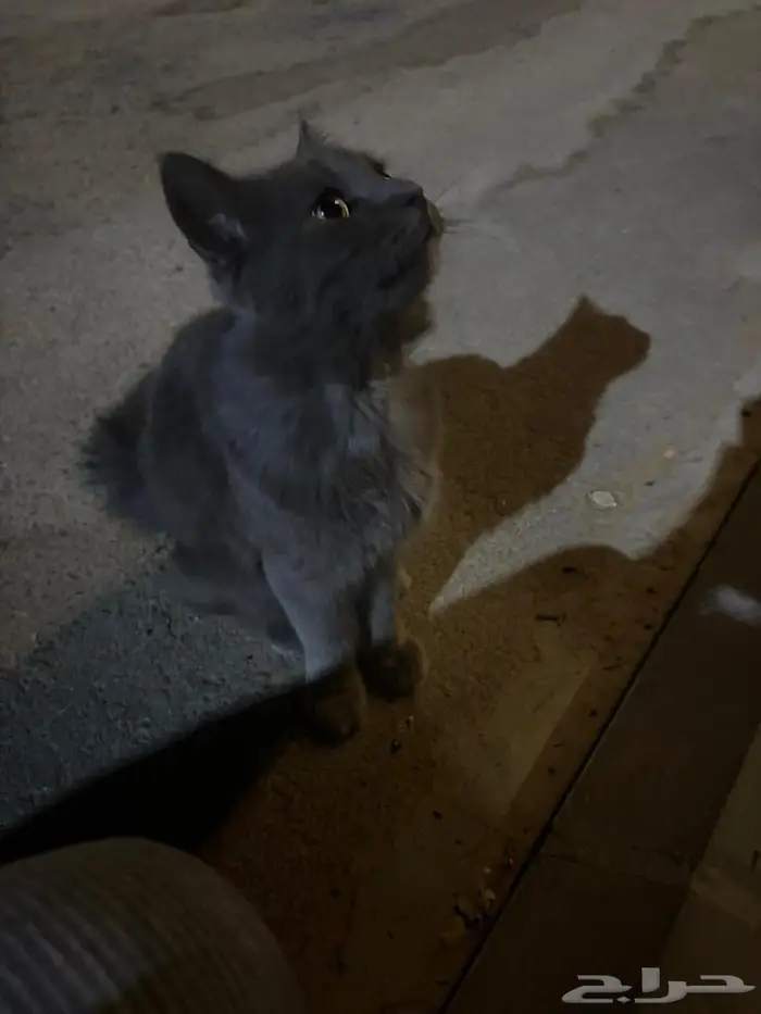 قط اليف ضايع يحتاج من يتبناه 1